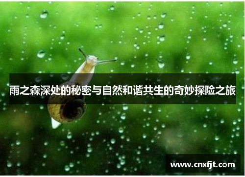 雨之森深处的秘密与自然和谐共生的奇妙探险之旅